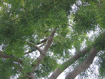 Podocarpus gracilior or Fern Pine